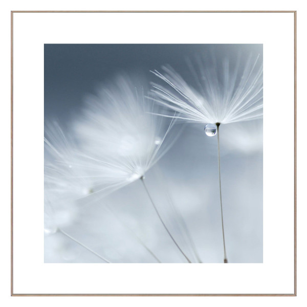 Bild DEWDROP DANDELION