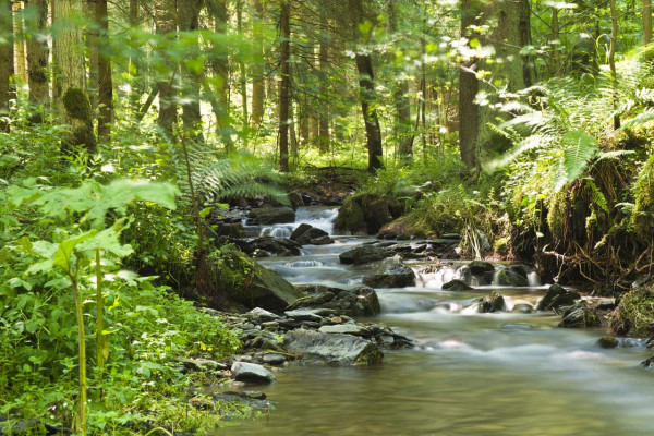 Kunstdruck FLUßLAUF IM WALD