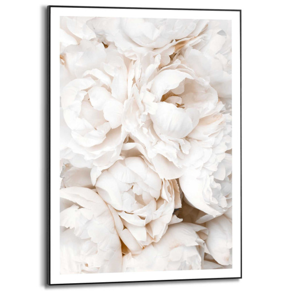 Bild WHITE ROSES