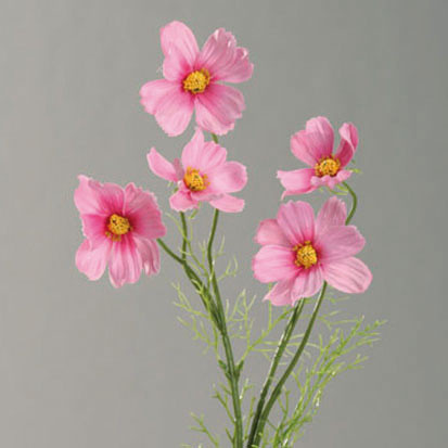 Kunstblume COSMEA